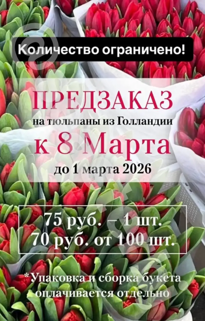 Свежие тюльпаны в Чебоксарах - Растения (Барахолка) в Чебоксары