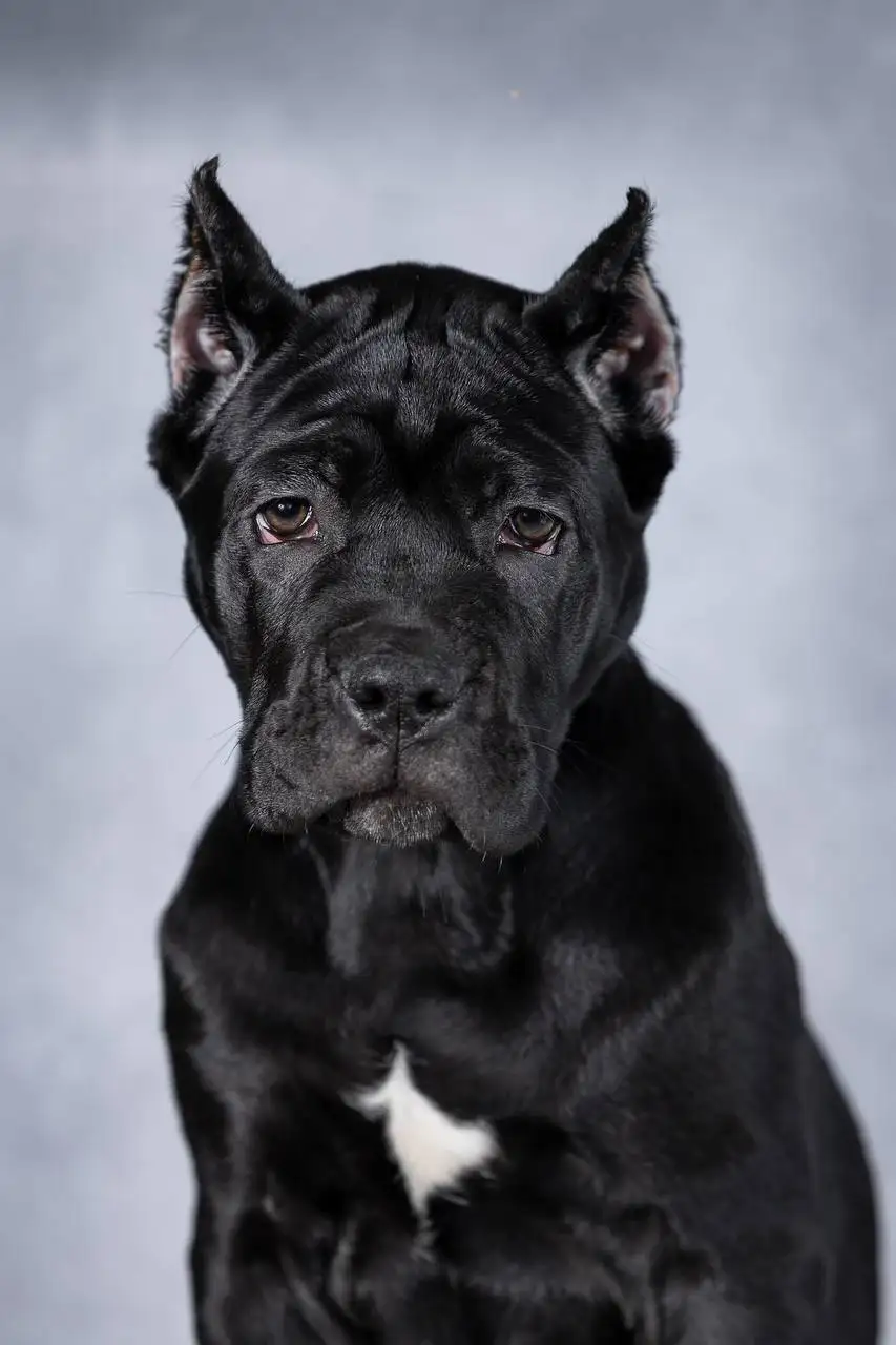 Щенки Итальянского Кане Корсо от титулованных производителей - Собаки (Животные) в Тюмень