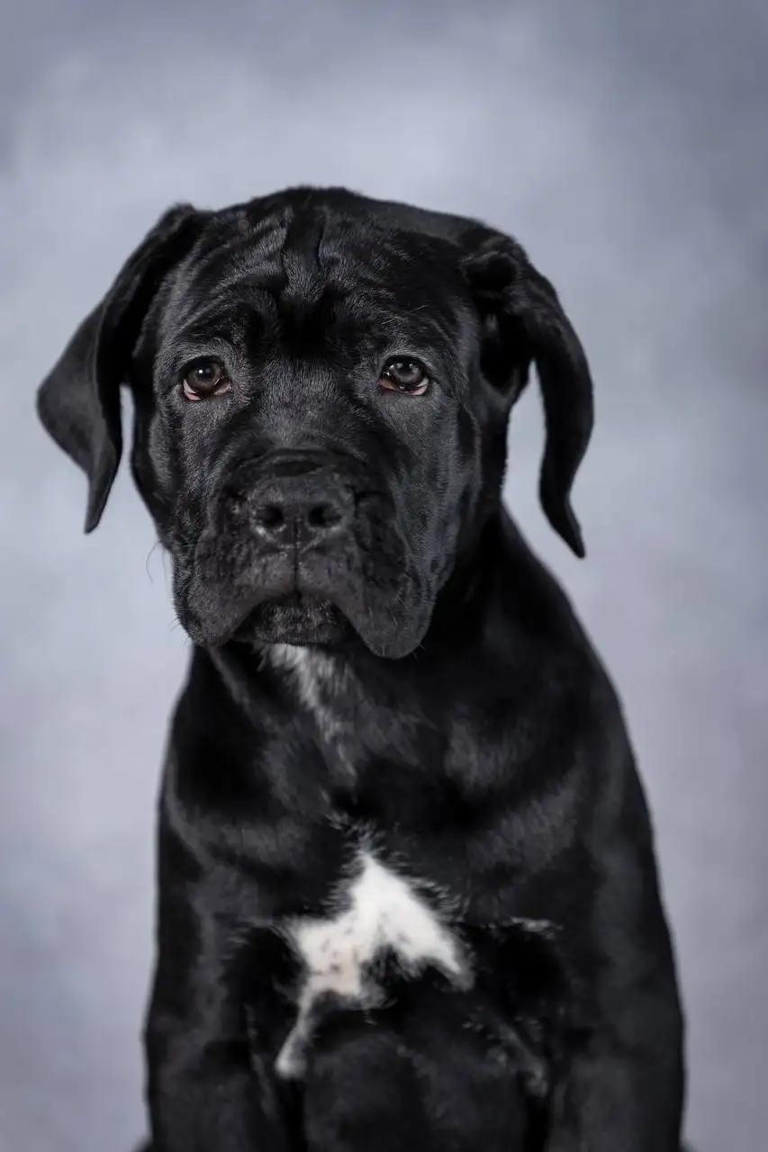 Щенки Итальянского Кане Корсо от титулованных производителей - Собаки (Животные) в Тюмень