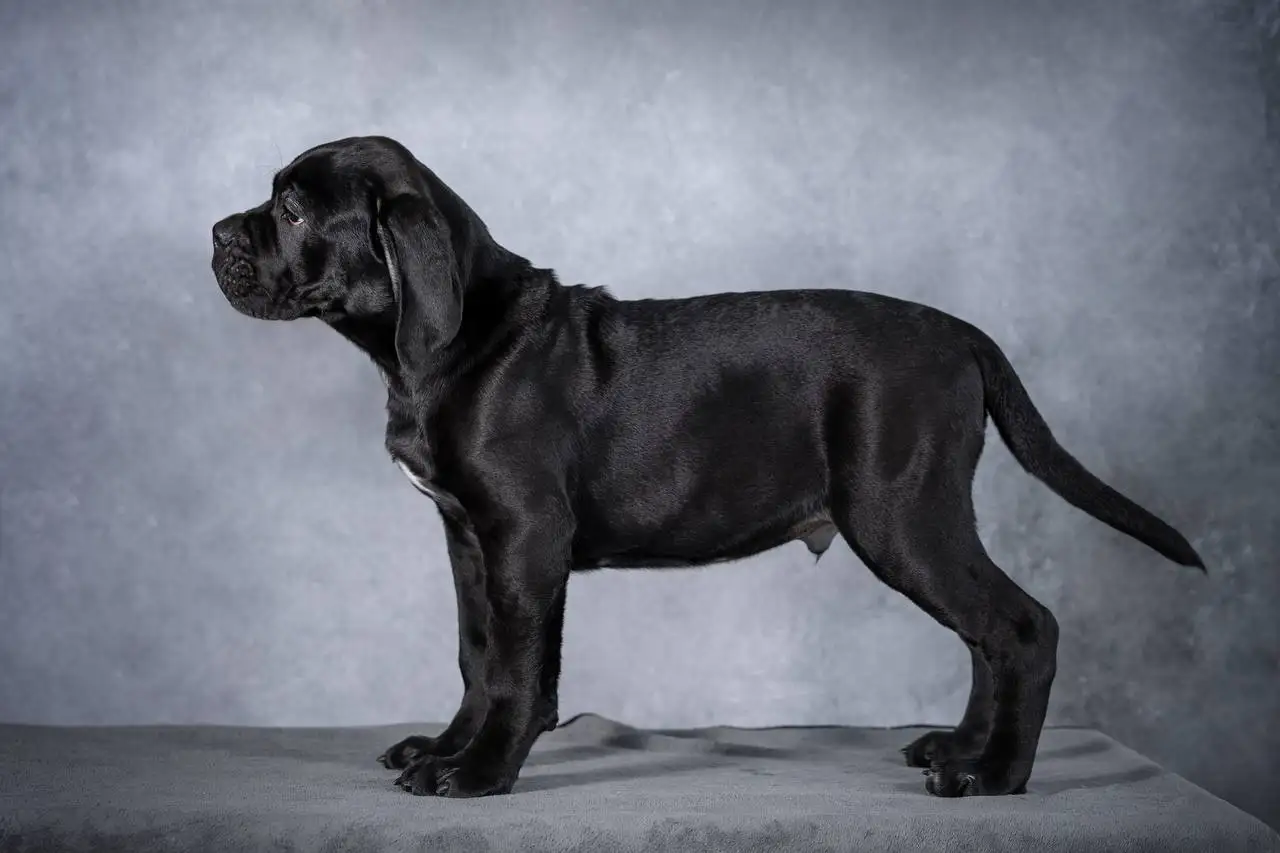 Щенки Итальянского Кане Корсо от титулованных производителей - Собаки (Животные) в Тюмень