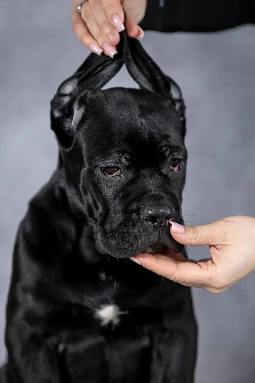 Щенки Итальянского Кане Корсо от титулованных производителей - Собаки (Животные) в Тюмень