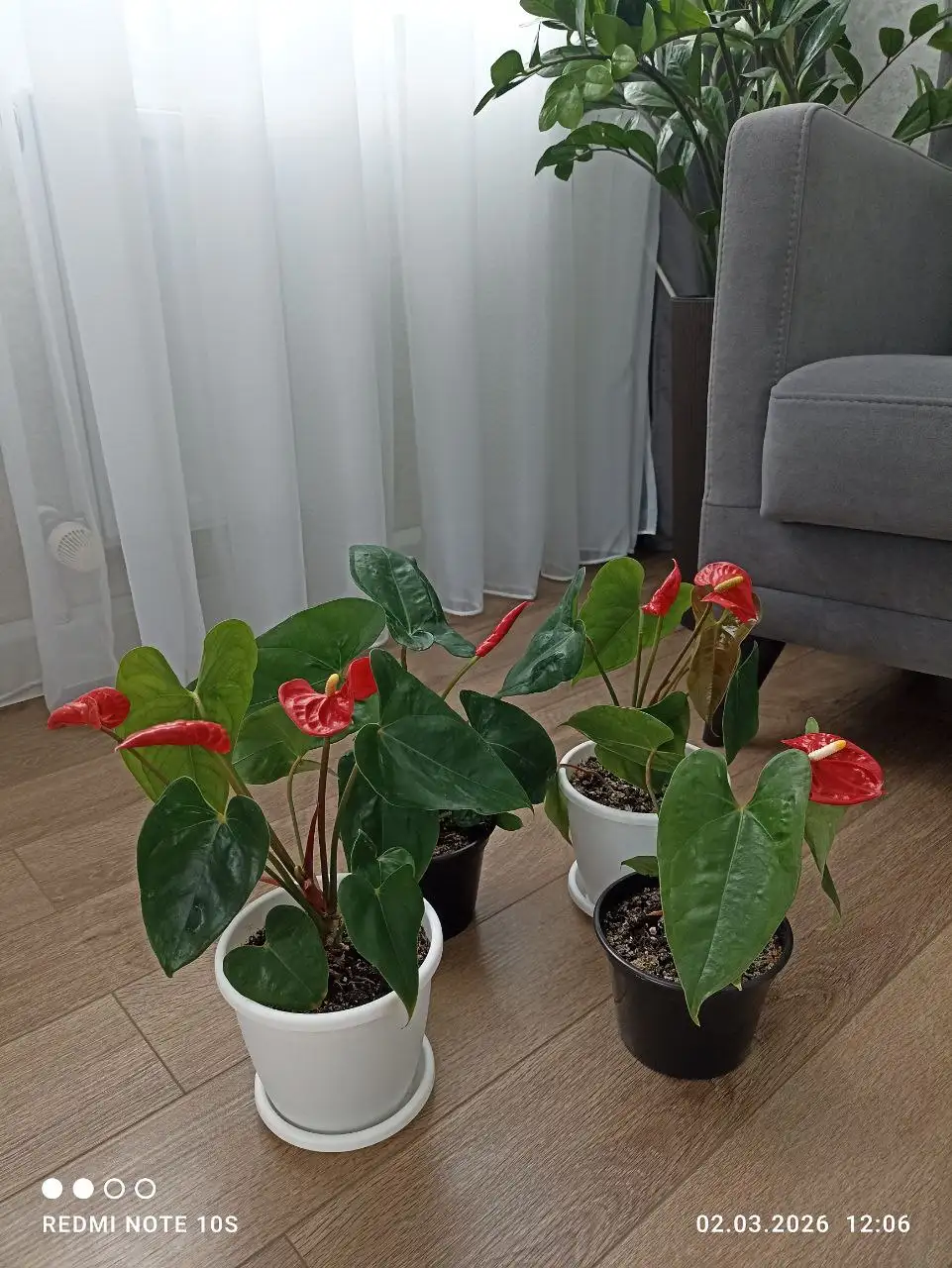 Антуриумы в Нюре, Солнечный - Растения (Хобби и отдых) в Солнечный