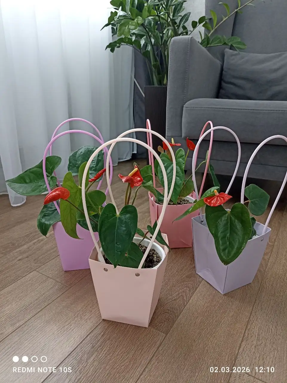 Антуриумы в Нюре, Солнечный - Растения (Хобби и отдых) в Солнечный