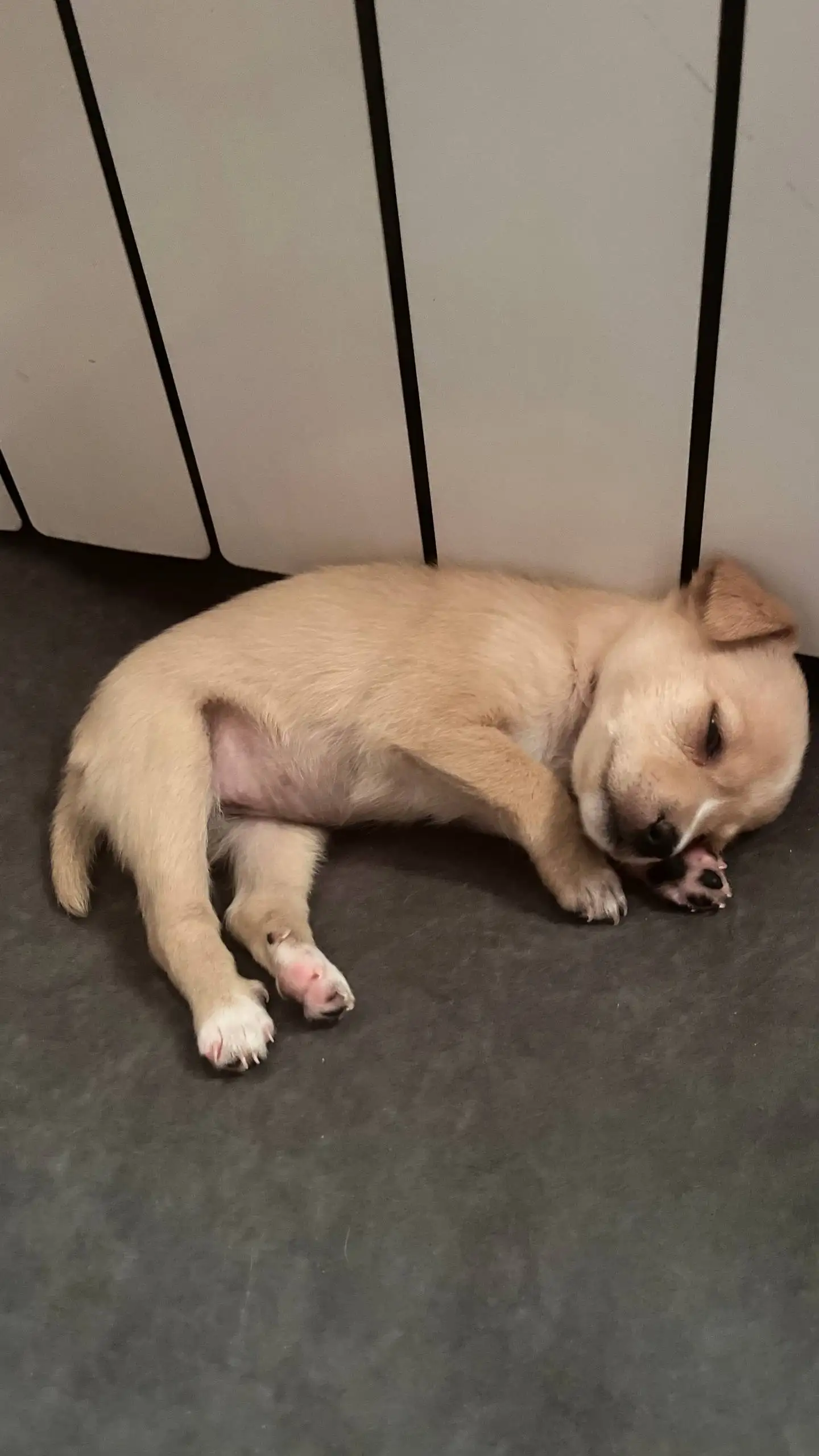 Продам той терьер мини девочка - Собаки (Животные) в Чебоксары