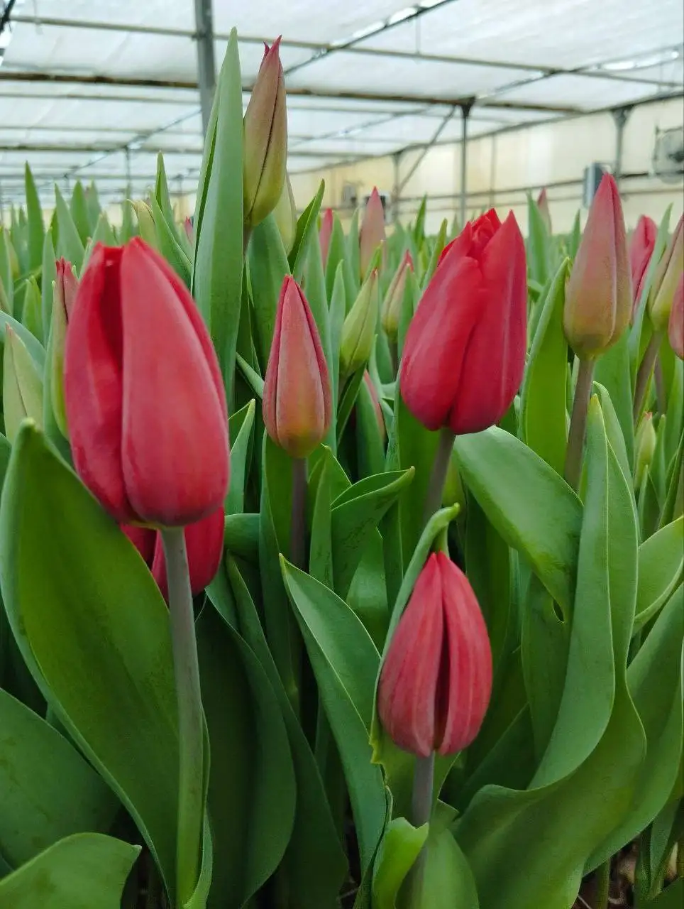 Тюльпаны к 8 Марта по предзаказу - null (Барахолка) в Чебоксары