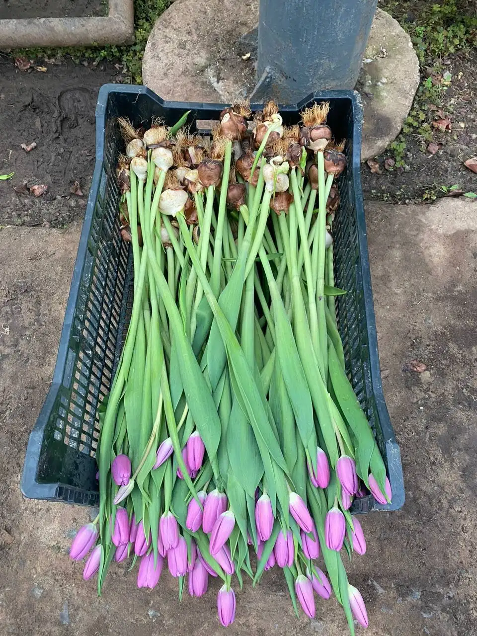 Тюльпаны к 8 Марта по предзаказу - null (Барахолка) в Чебоксары