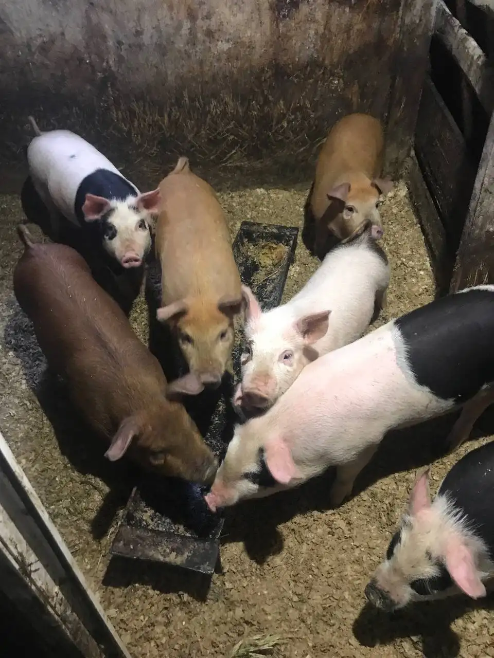 Поросята на продажу - Сельскохозяйственные животные (Животные) в Чебоксары