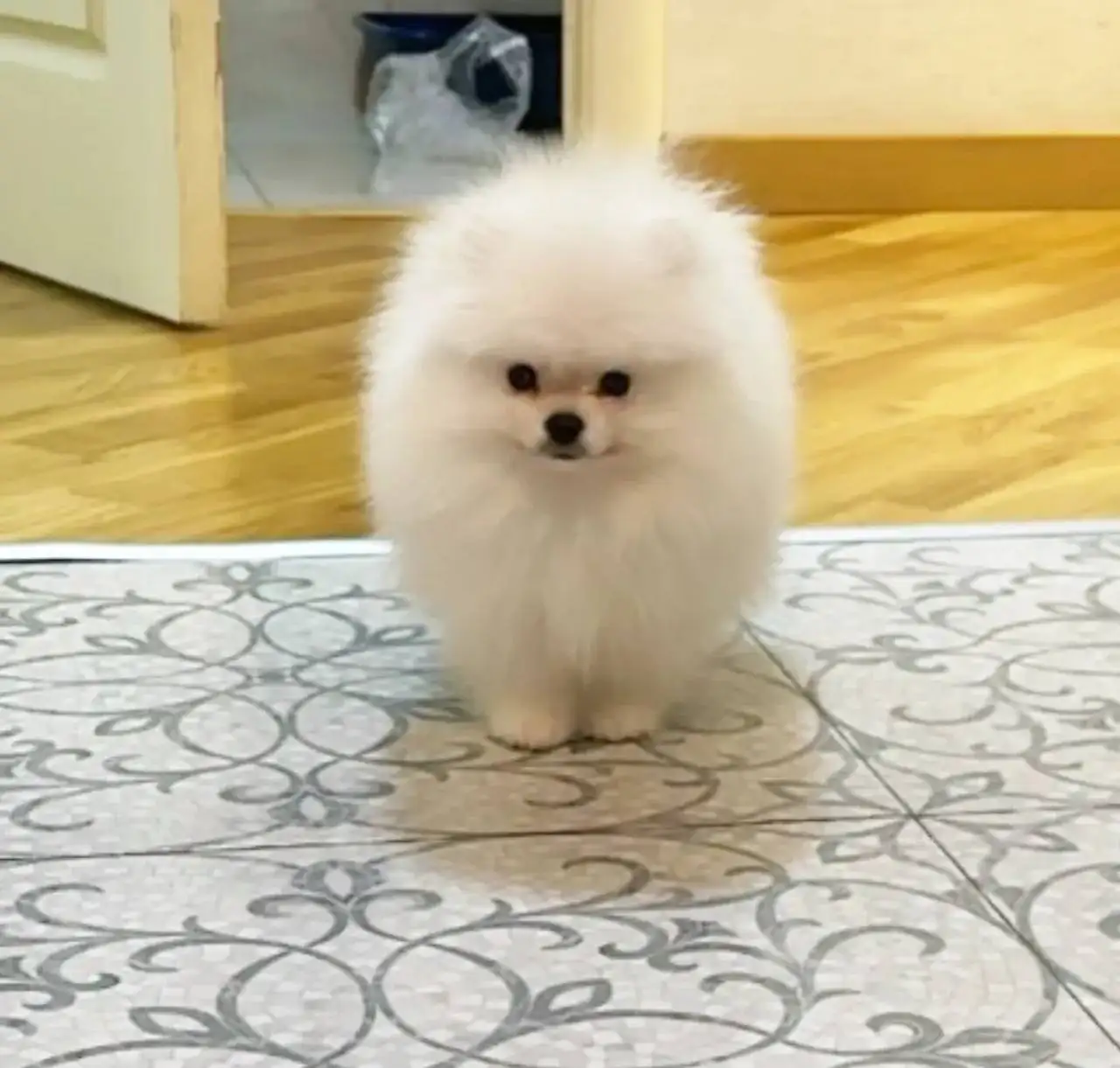 Померанский шпиц девочка 6 месяцев - Собаки (Животные) в Чебоксары