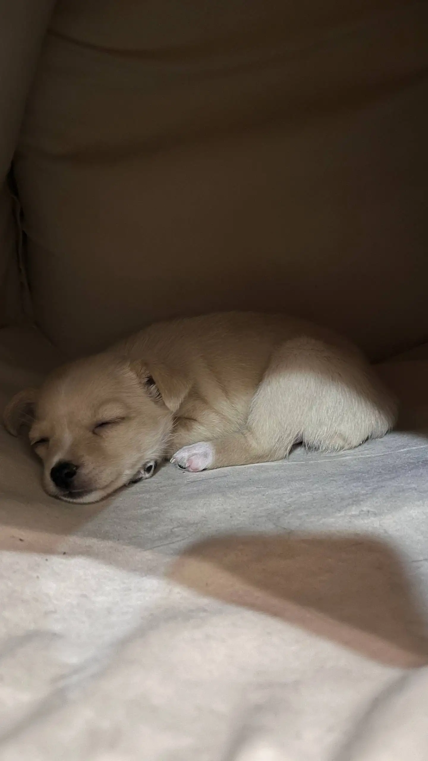 Той терьер, девочка 1,5 месяца - Собаки (Животные) в Чебоксары