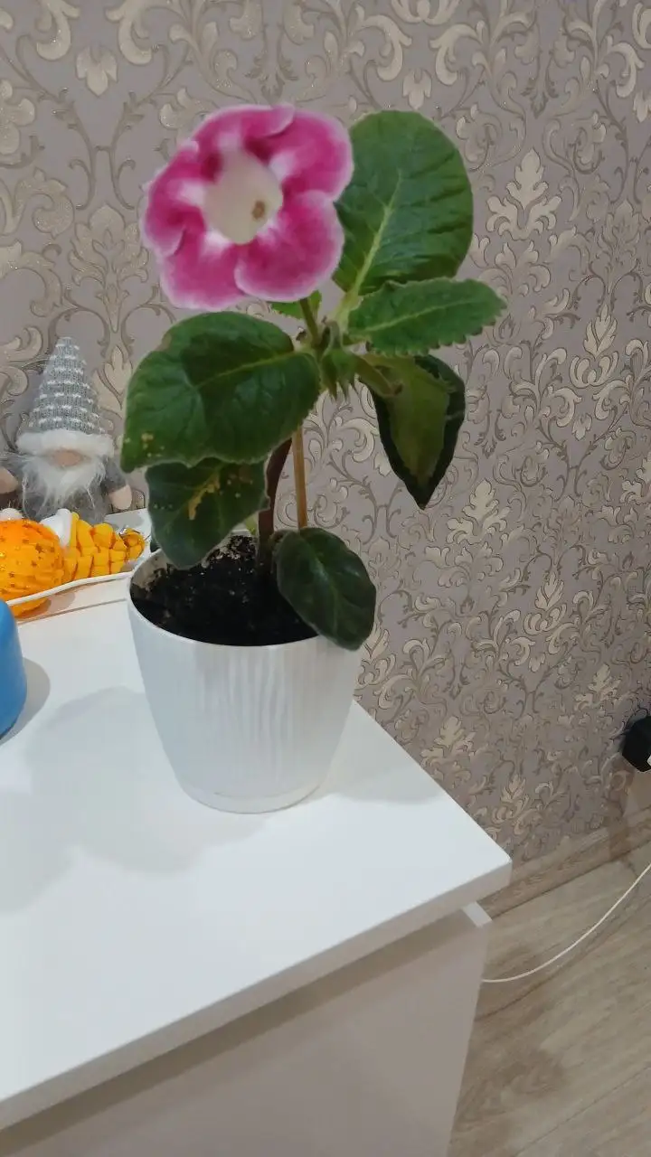 Продажа глоксинии в горшке - Барахолка в Чебоксары