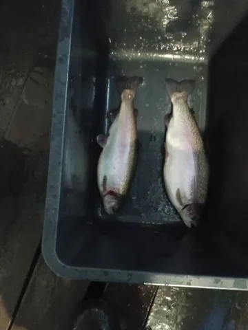 Предзаказ свежей форели с доставкой - Парфюмерия в Чебоксары