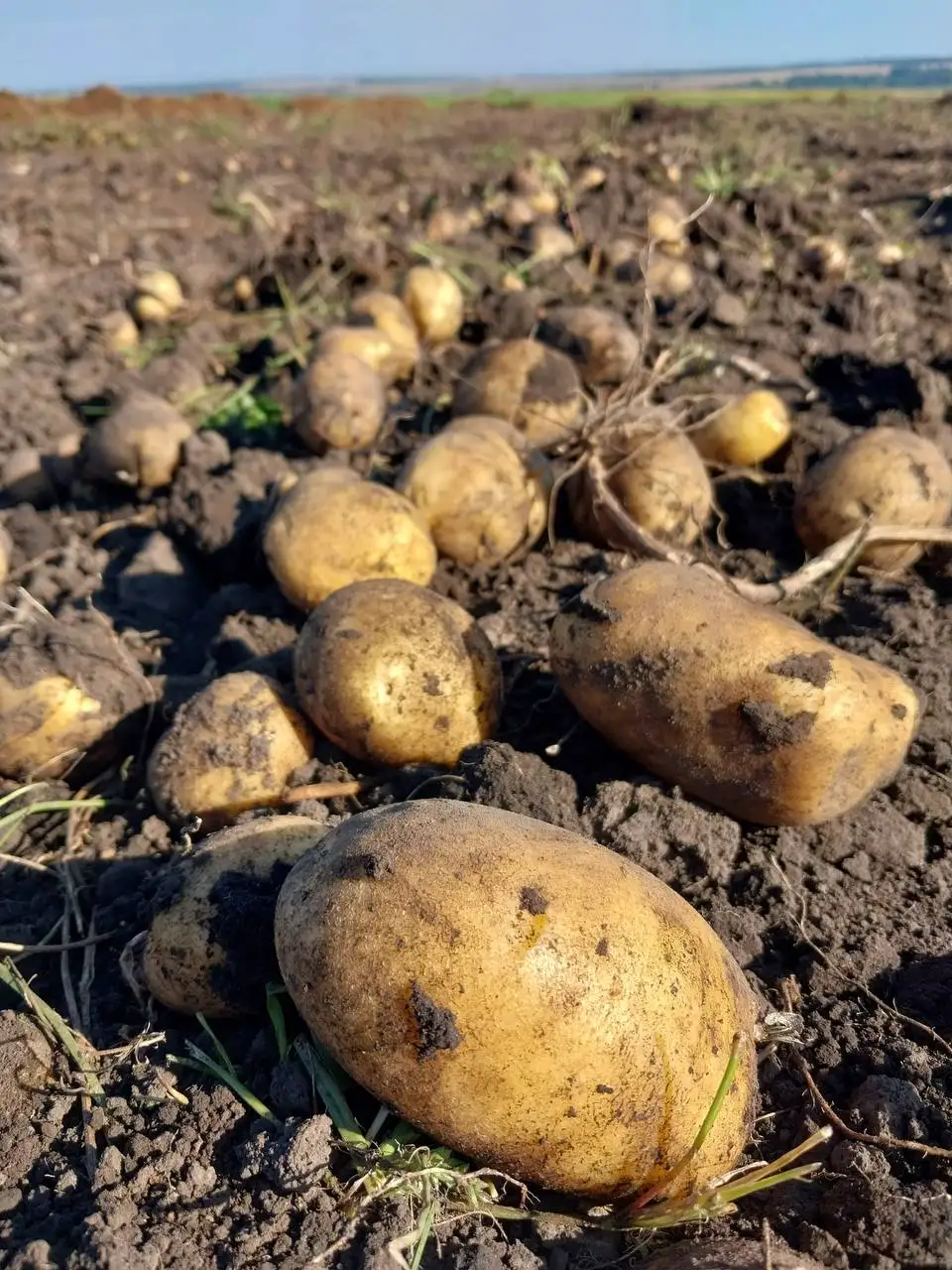 Продажа картофеля сорта Королева Анна - Продукты питания (Барахолка) в Чебоксары