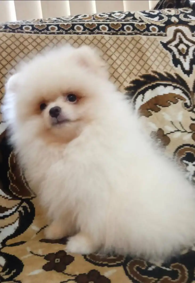 Щенок шпица мальчик - Собаки (Животные) в Чебоксары