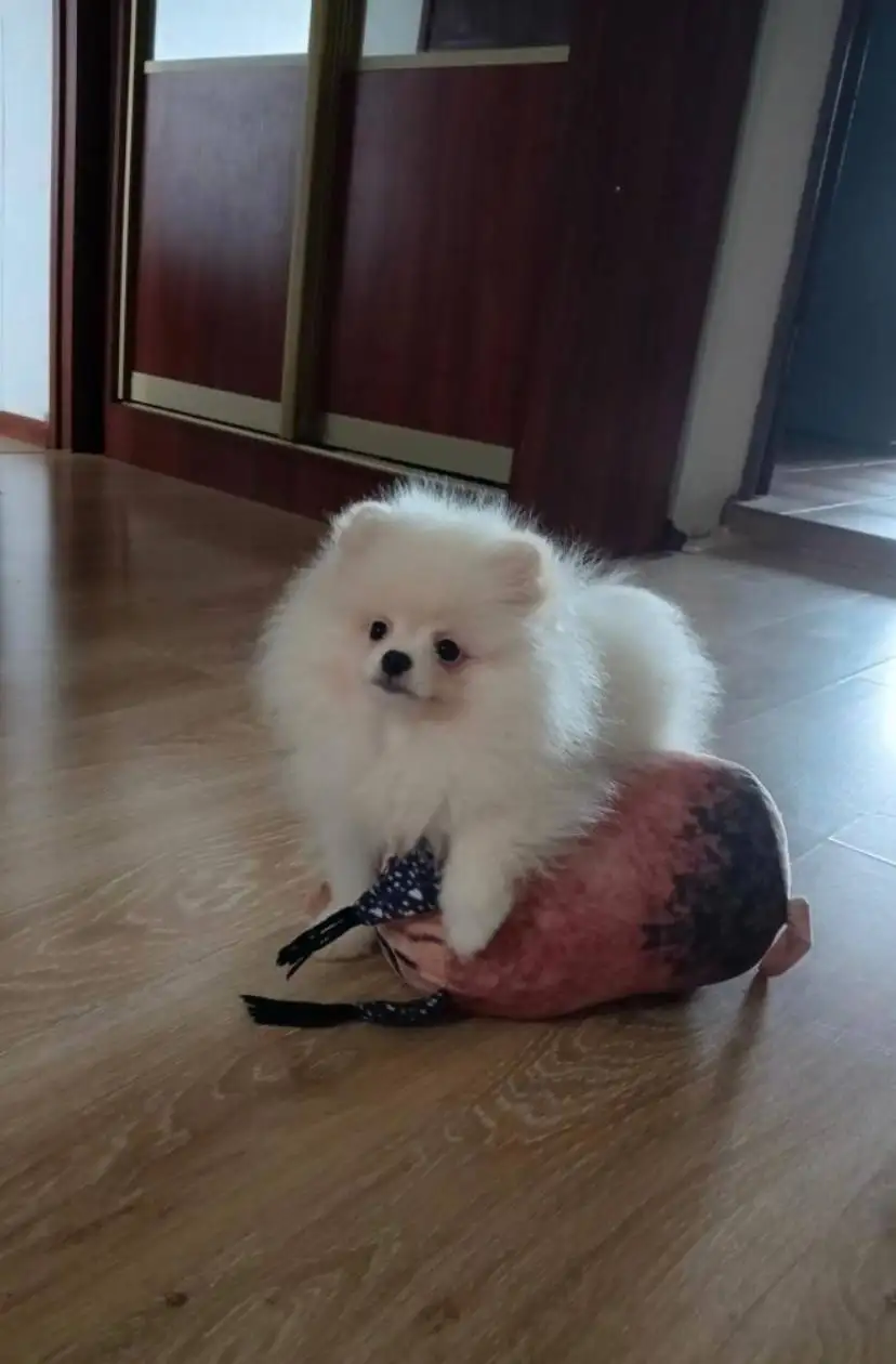 Щенок шпица мальчик - Собаки (Животные) в Чебоксары