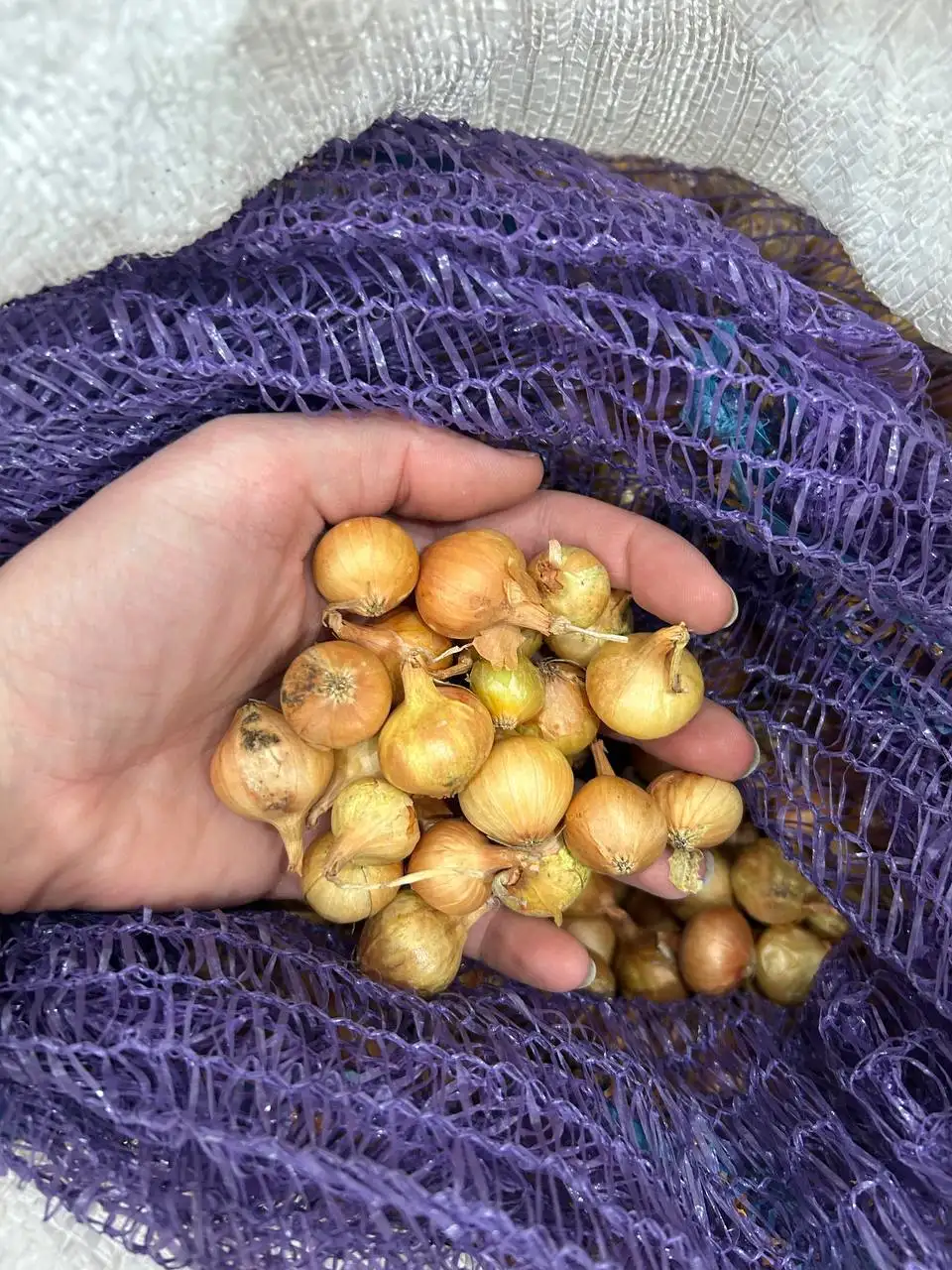 Продажа лука-севка и семян лука с огорода - Продукты питания (Барахолка) в Чебоксары