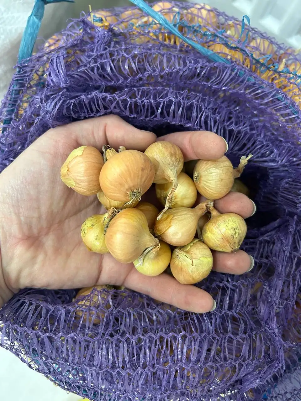 Продажа лука-севка и семян лука с огорода - Продукты питания (Барахолка) в Чебоксары