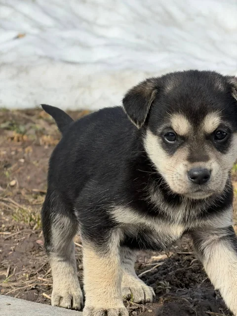Щенки в добрые руки - Собаки в Чебоксары