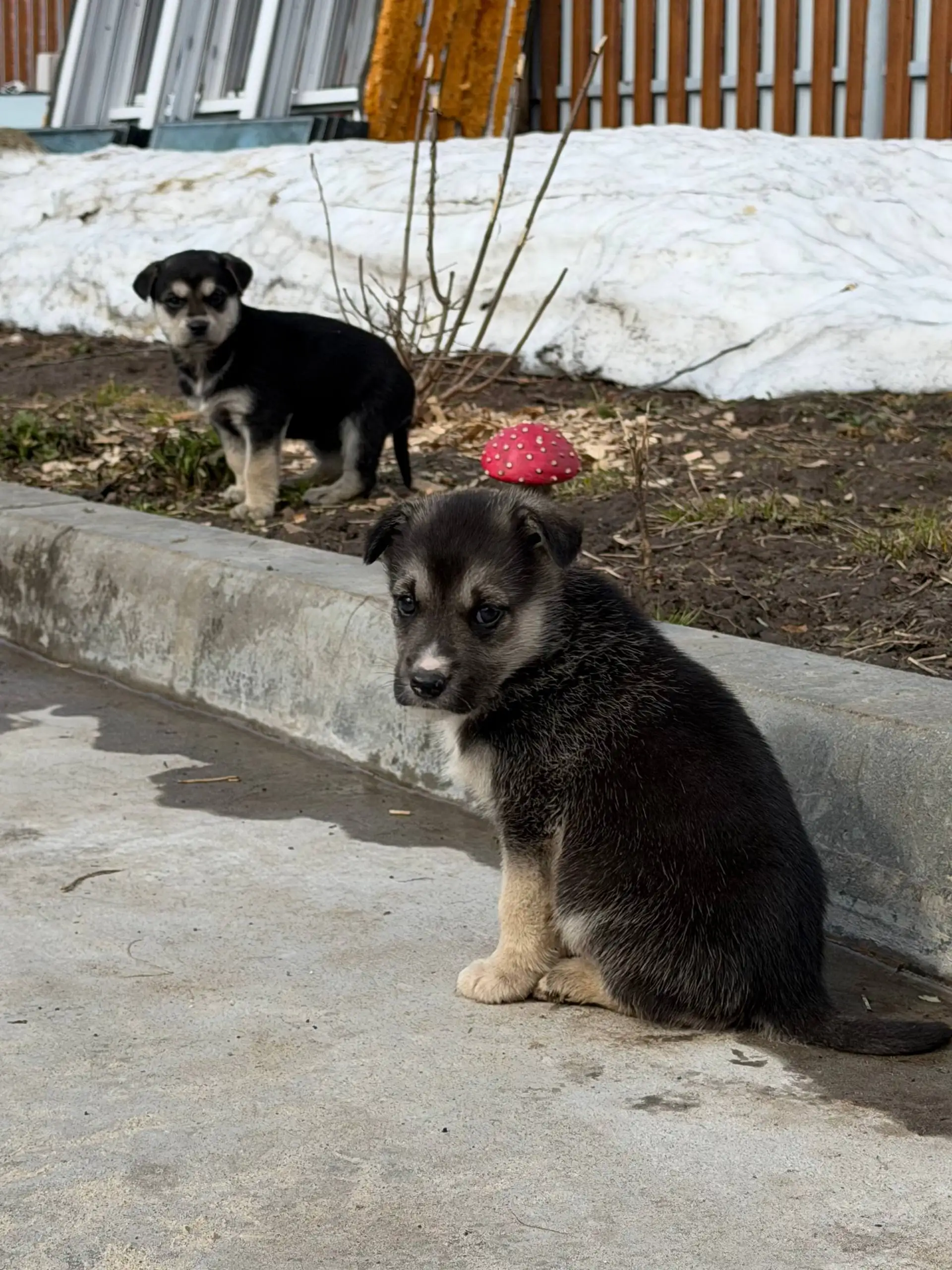 Щенки в добрые руки - Собаки (Животные) в Чебоксары