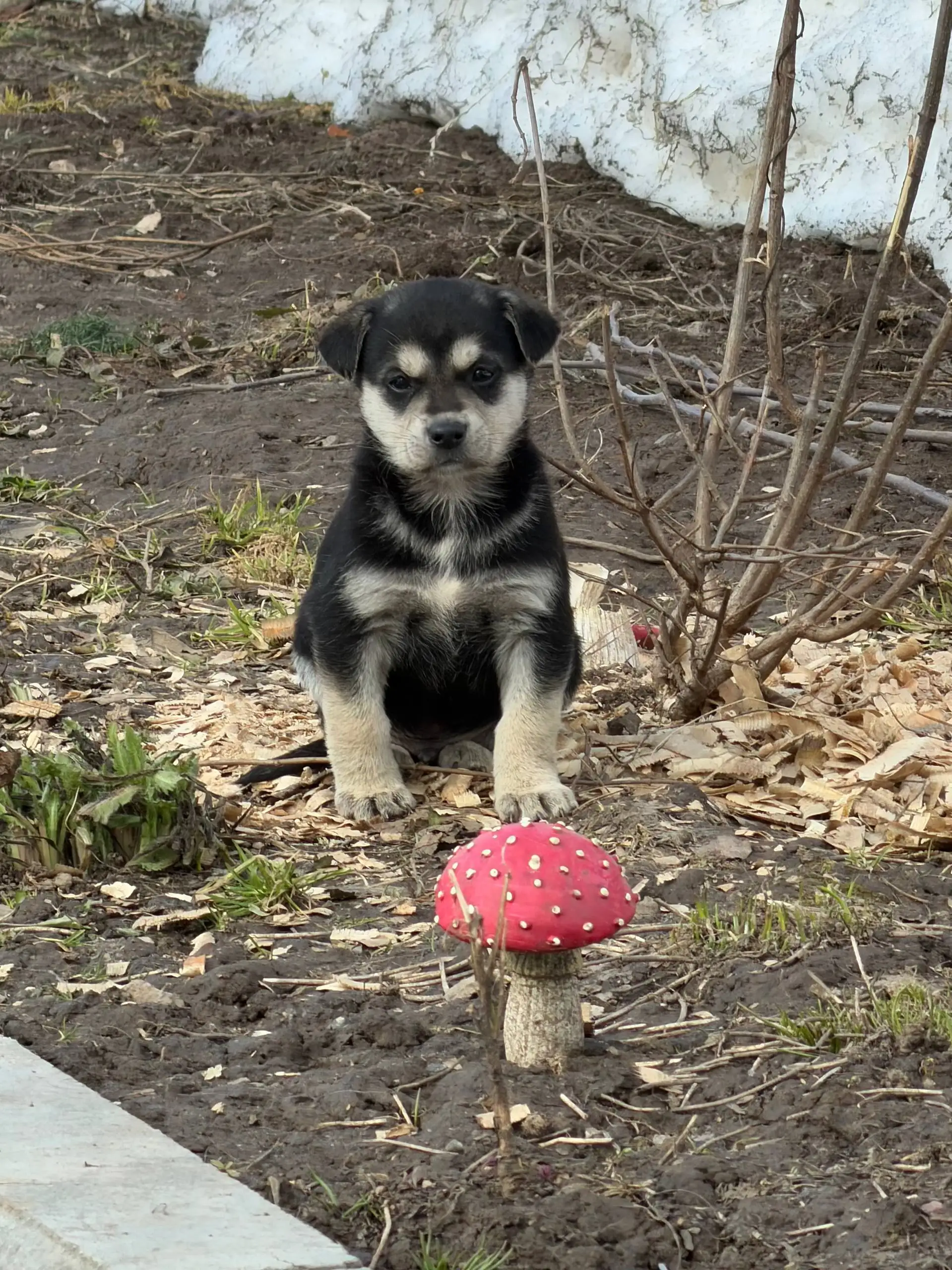 Щенки в добрые руки - Собаки (Животные) в Чебоксары