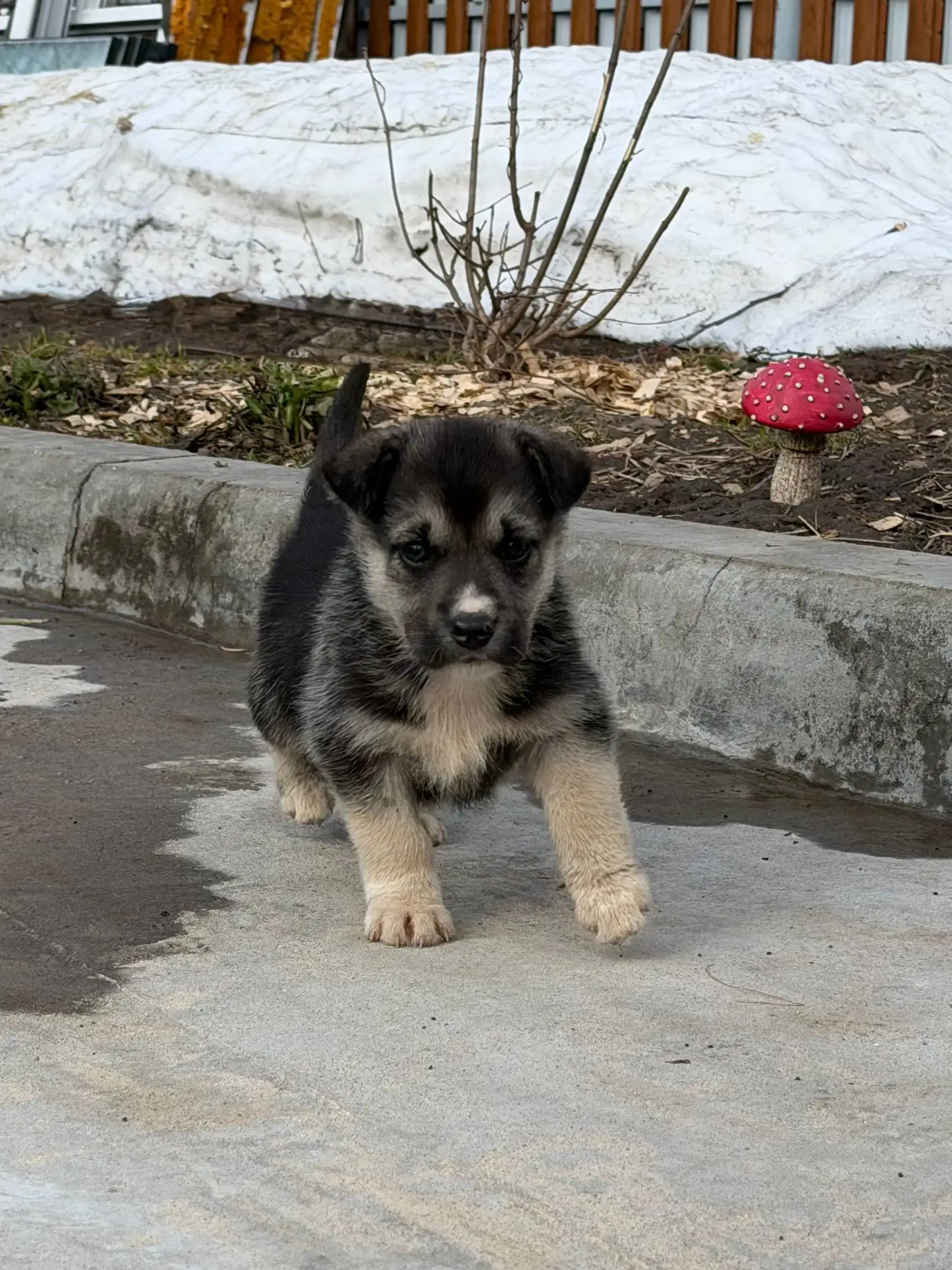 Щенки в добрые руки - Собаки (Животные) в Чебоксары