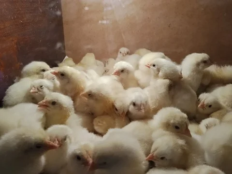 Продажа цыплят бройлеров кобб-500 - Собаки в Чебоксары