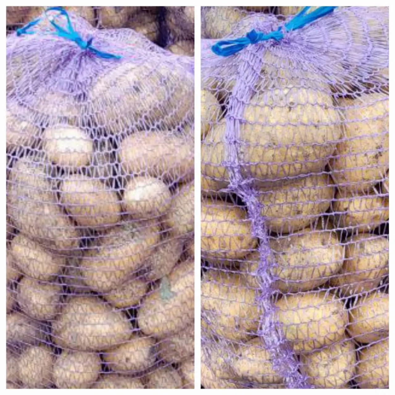 Домашняя картошка сорт Гала - Продукты питания (Барахолка) в Чебоксары