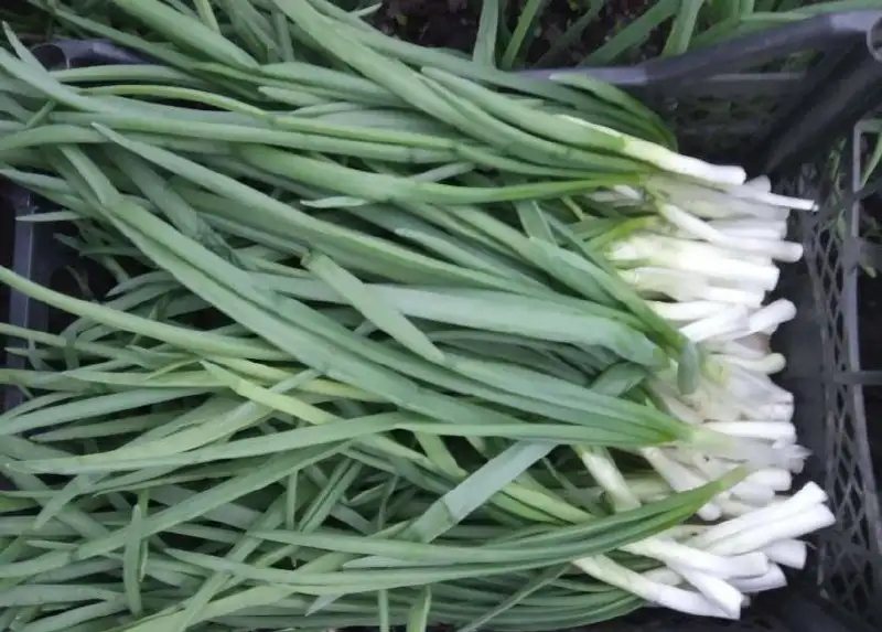 Продажа лука севка штутгартер и семян лука чернушки - Продукты питания (Барахолка) в Чебоксары