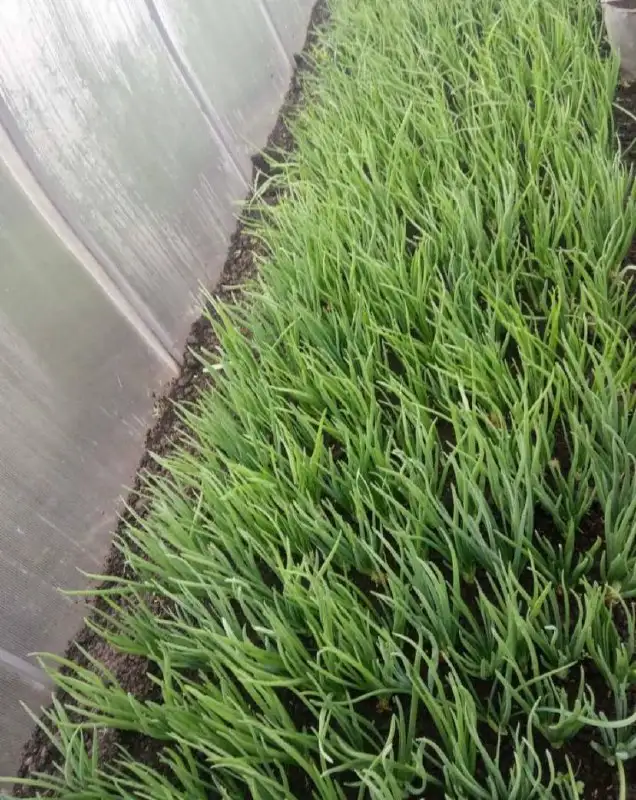 Продажа лука севка штутгартер и семян лука чернушки - Продукты питания (Барахолка) в Чебоксары