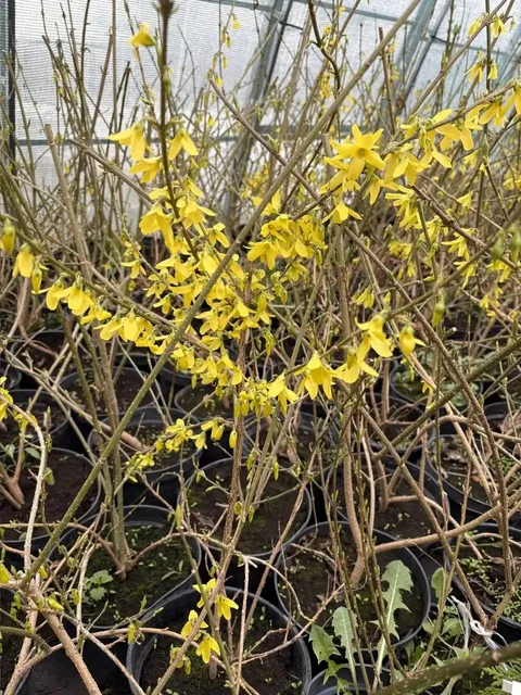 Саженцы плодовых и декоративных растений в Чебоксарах - Косметички и аксессуары в Чебоксары