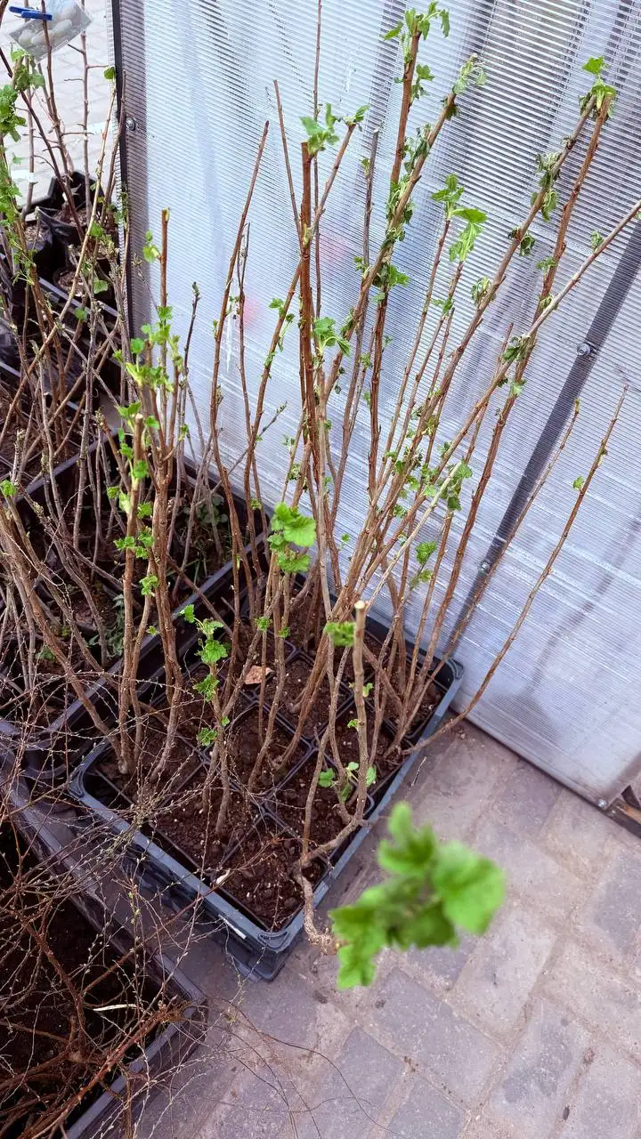 Саженцы плодовых и декоративных растений в Чебоксарах - Растения (Барахолка) в Чебоксары