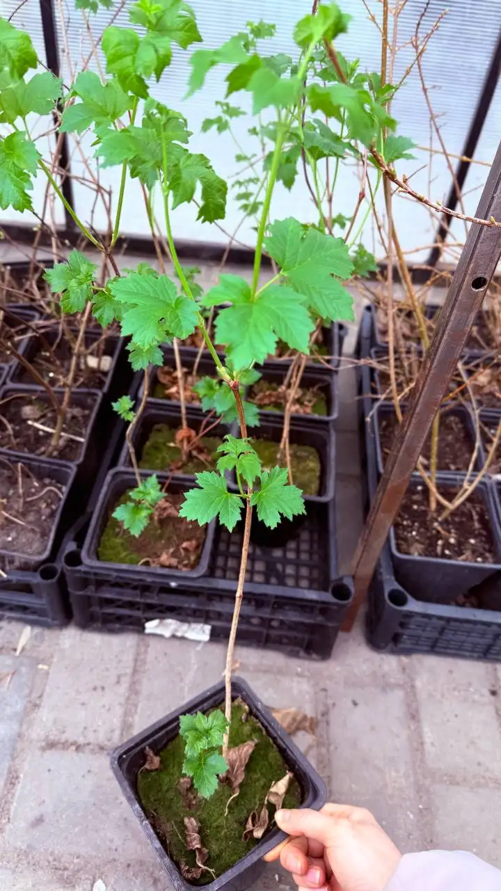 Саженцы плодовых и декоративных растений в Чебоксарах - Растения (Барахолка) в Чебоксары