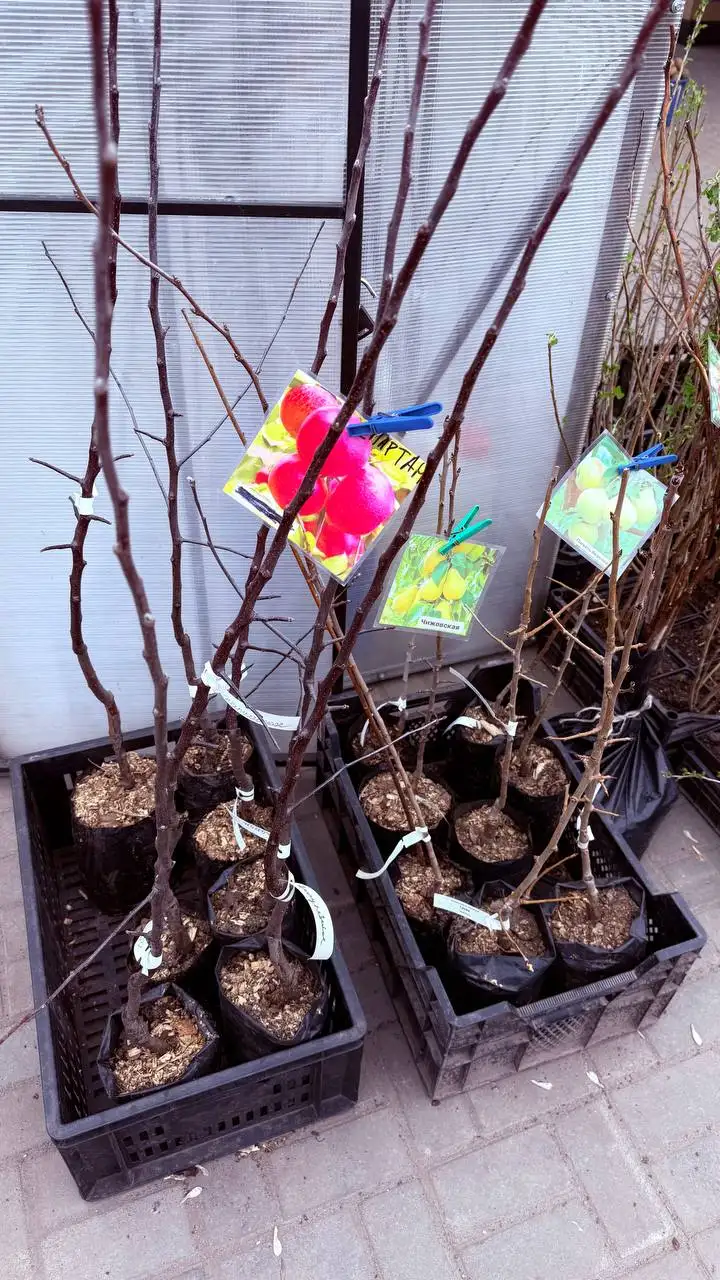 Саженцы плодовых и декоративных растений в Чебоксарах - Растения (Барахолка) в Чебоксары