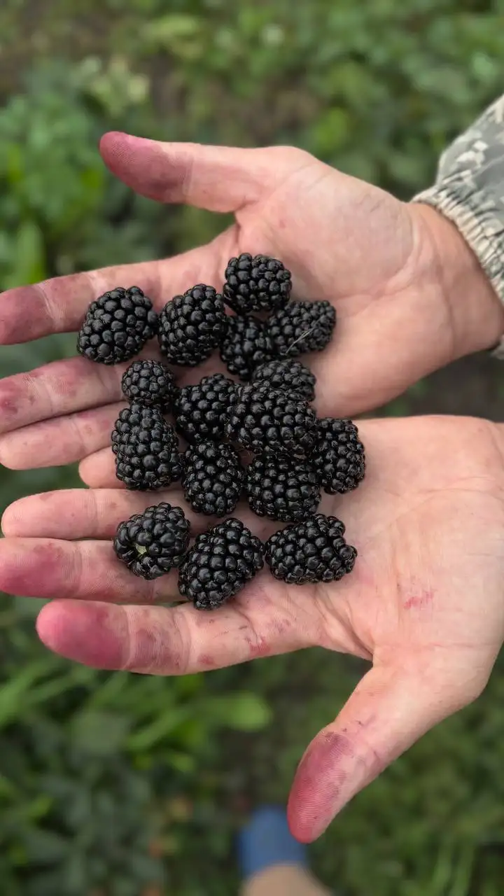 Саженцы плодовых и декоративных растений в Чебоксарах - Растения (Барахолка) в Чебоксары