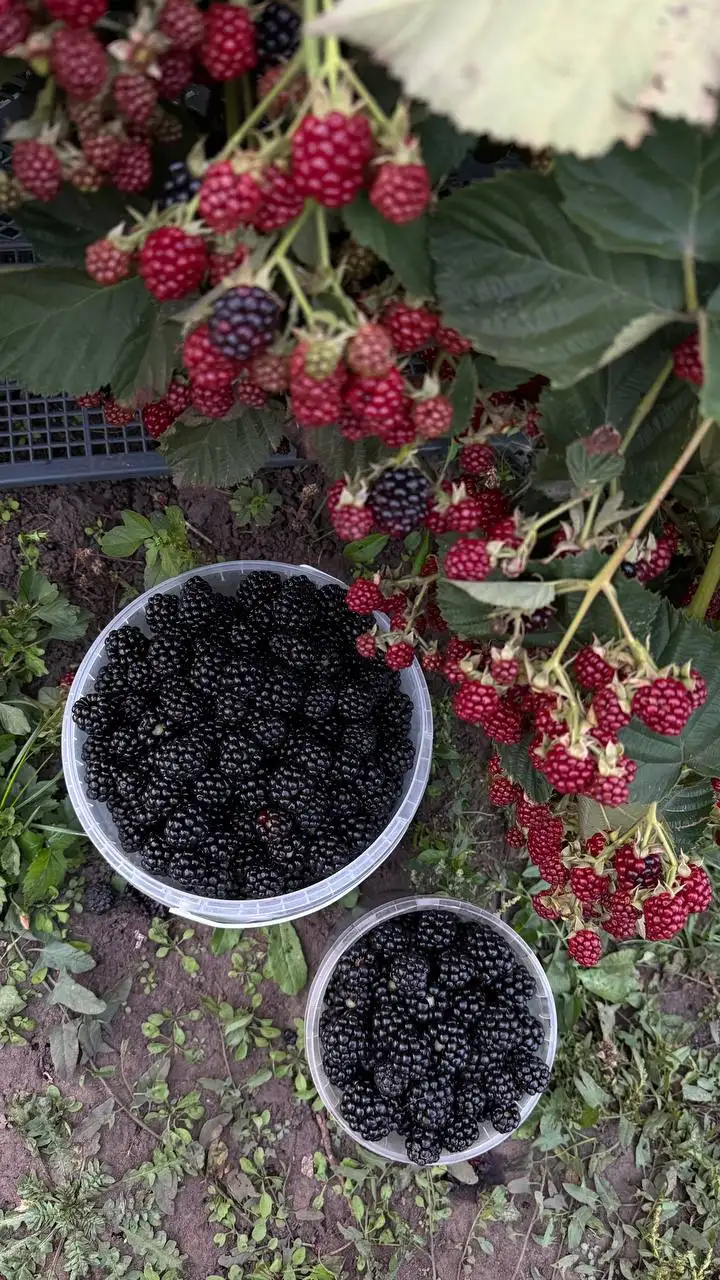 Саженцы плодовых и декоративных растений в Чебоксарах - Растения (Барахолка) в Чебоксары