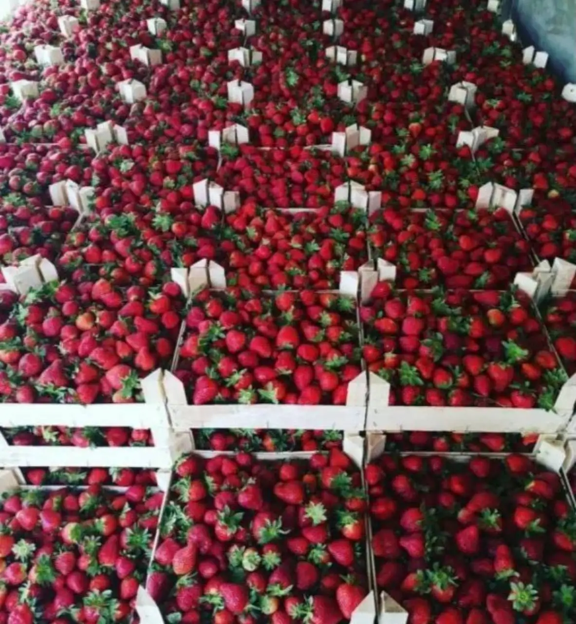 Ягоды и фрукты с доставкой на дом - Продажа продуктов (Услуги) в Чебоксары