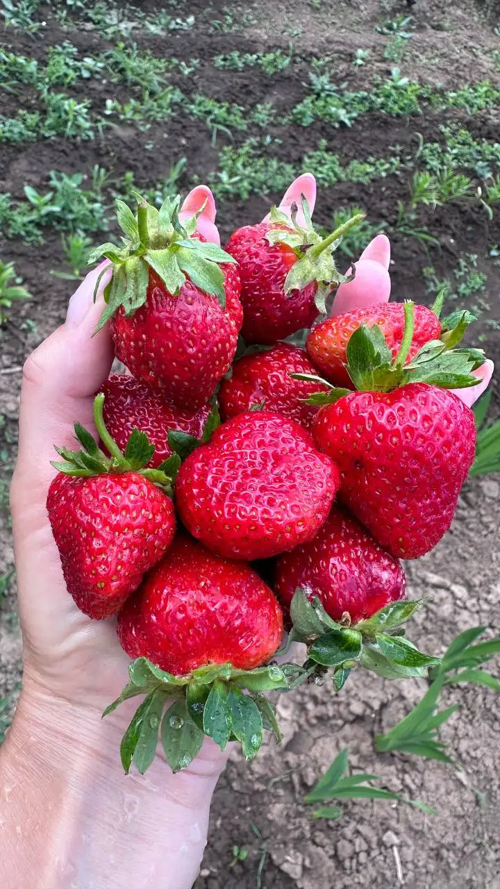 Клубника, Земляника, Огурцы - Продукты питания (Барахолка) в Чебоксары
