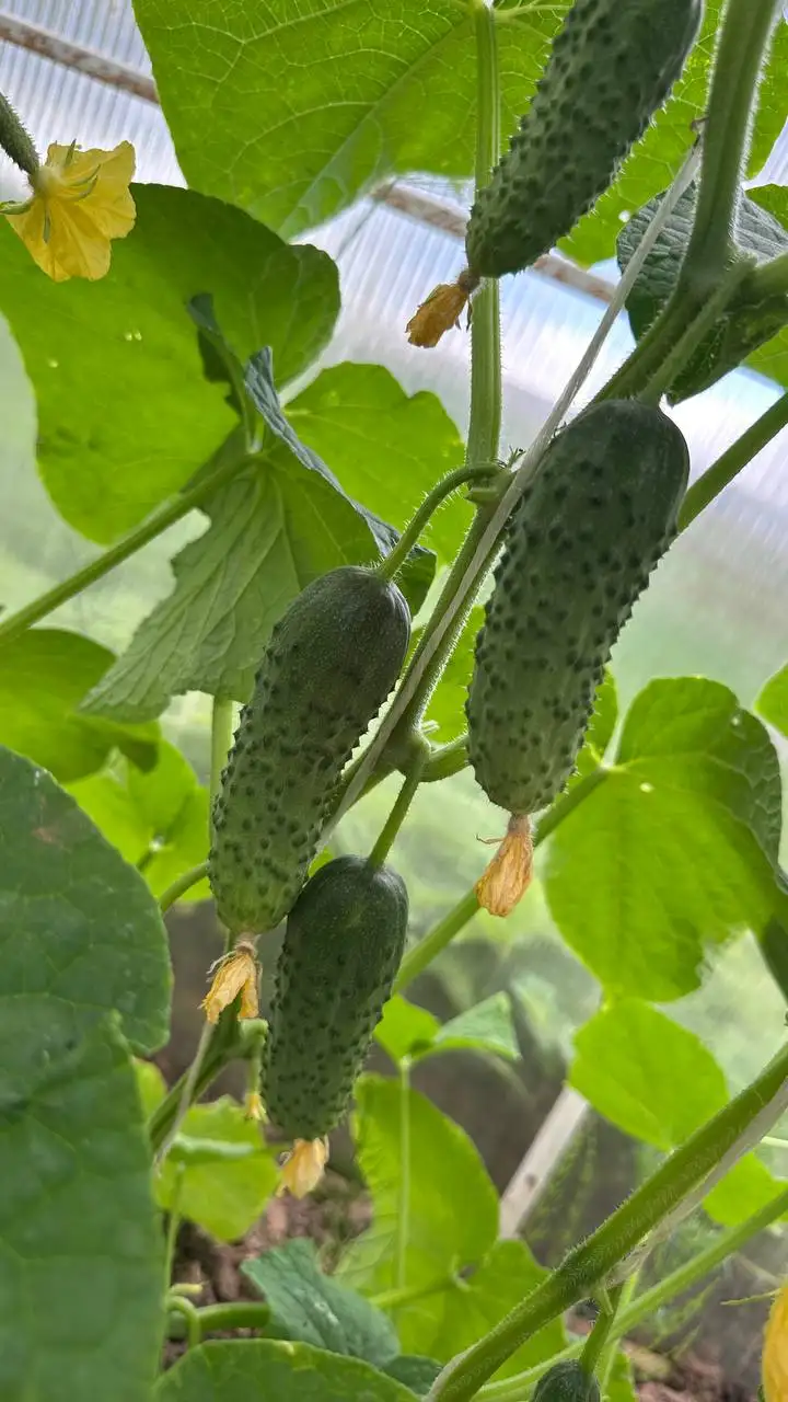 Клубника, Земляника, Огурцы - Продукты питания (Барахолка) в Чебоксары
