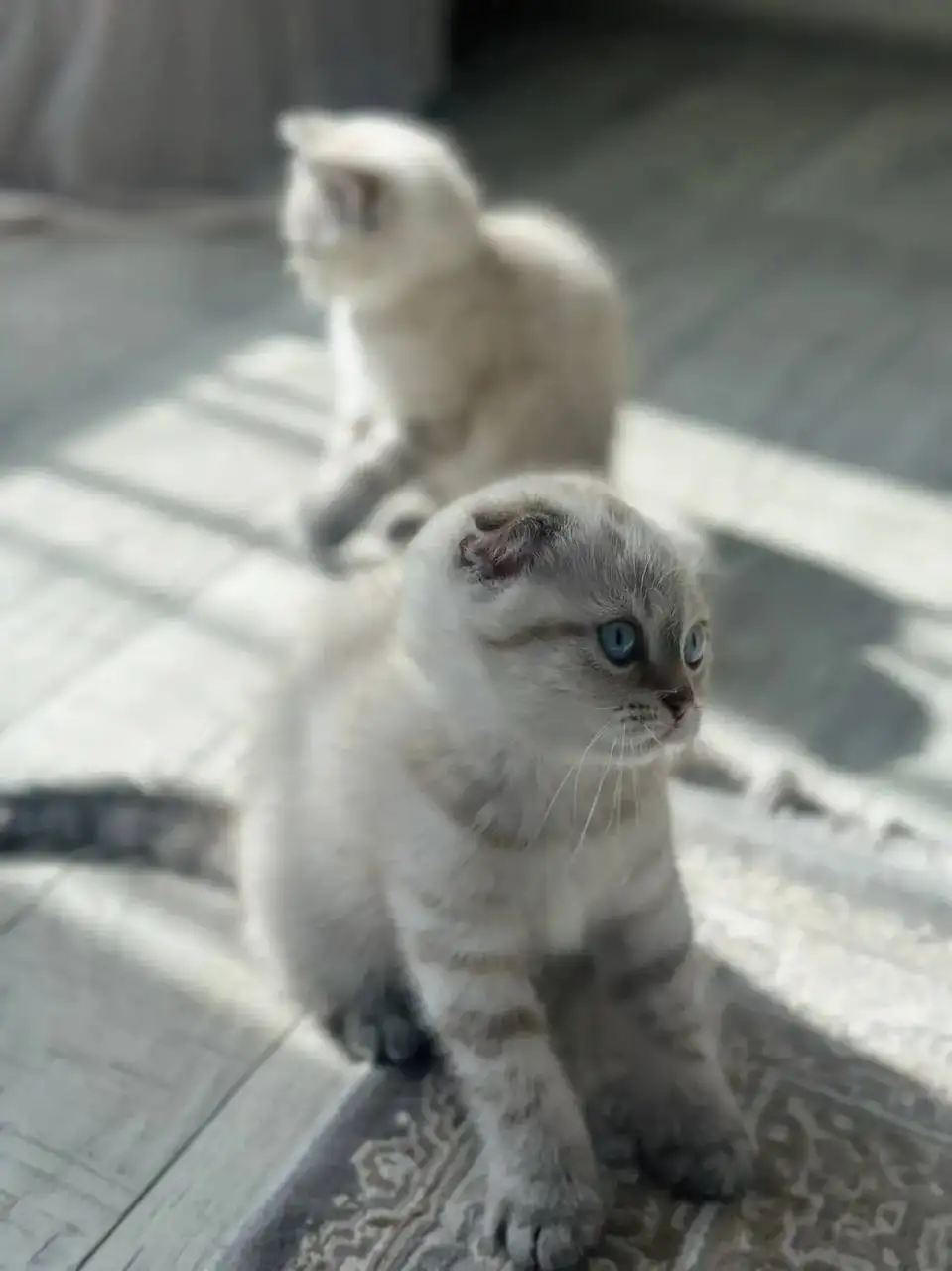 Продажа котят шотландской породы - Кошки (Животные) в Чебоксары