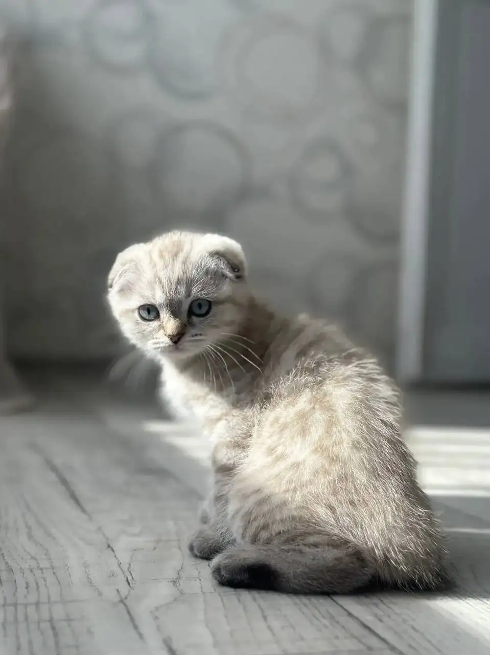 Продажа котят шотландской породы - Кошки (Животные) в Чебоксары
