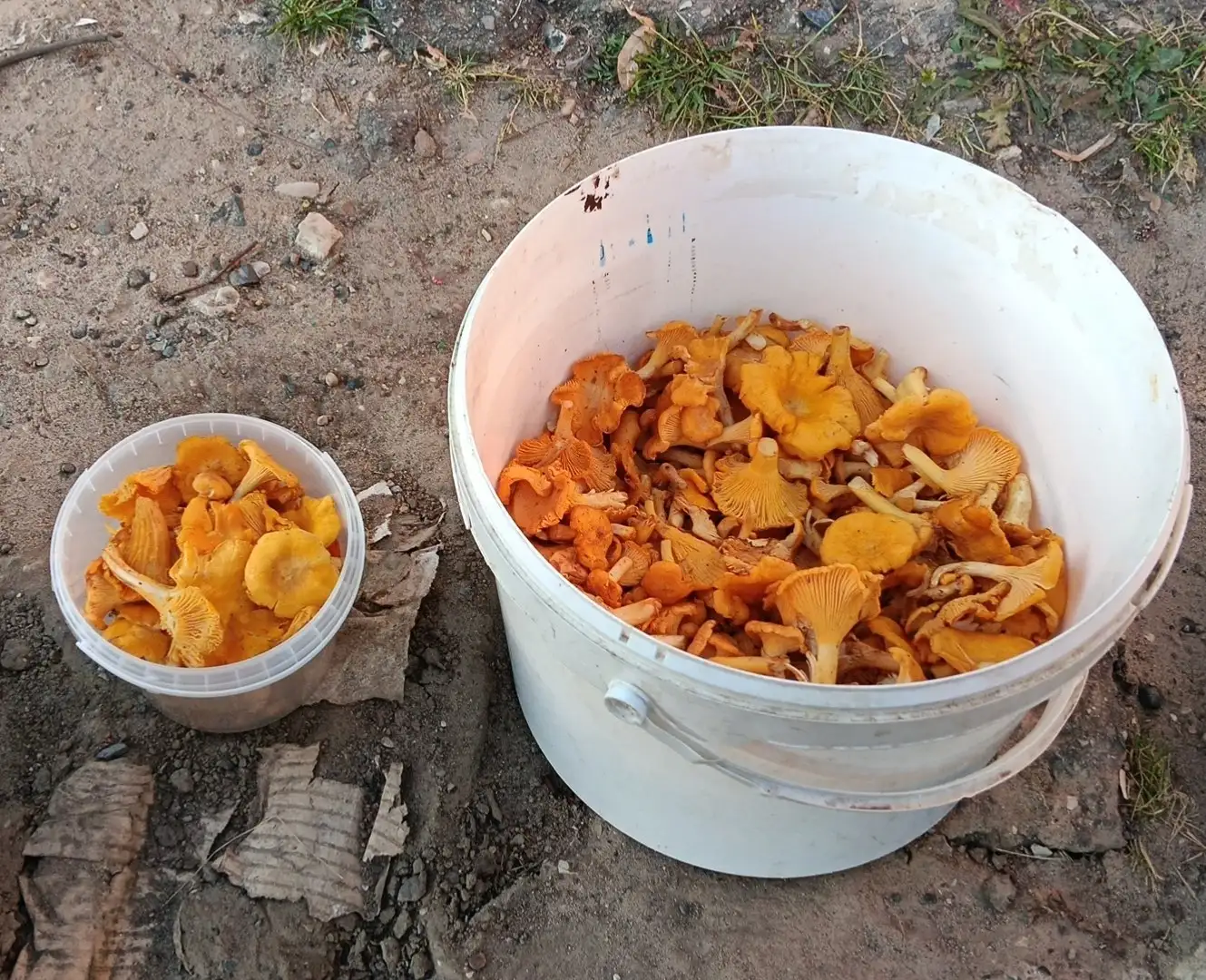Продам грибы Лисички - Продукты (Барахолка) в Чебоксары