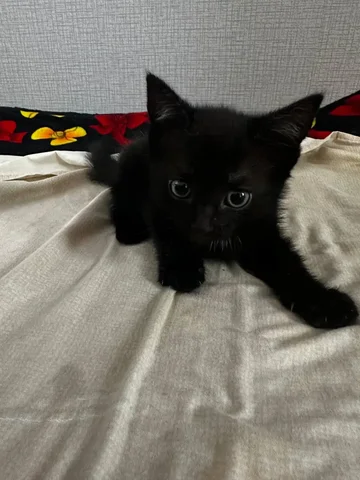 Отдам котенка девочку - частное объявление в Чебоксары