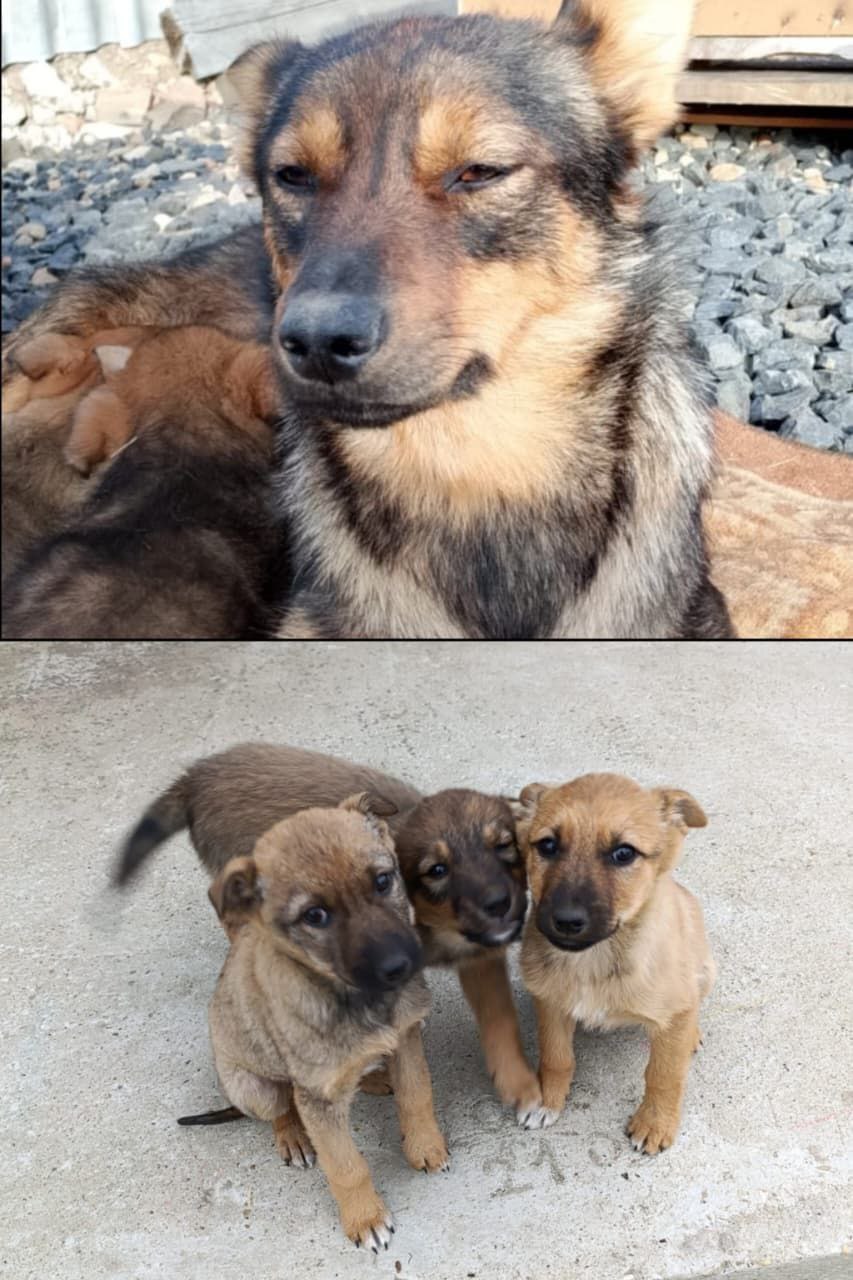 Бродяга Мама с щенками нуждается в пристрое - Животные в Кировский район