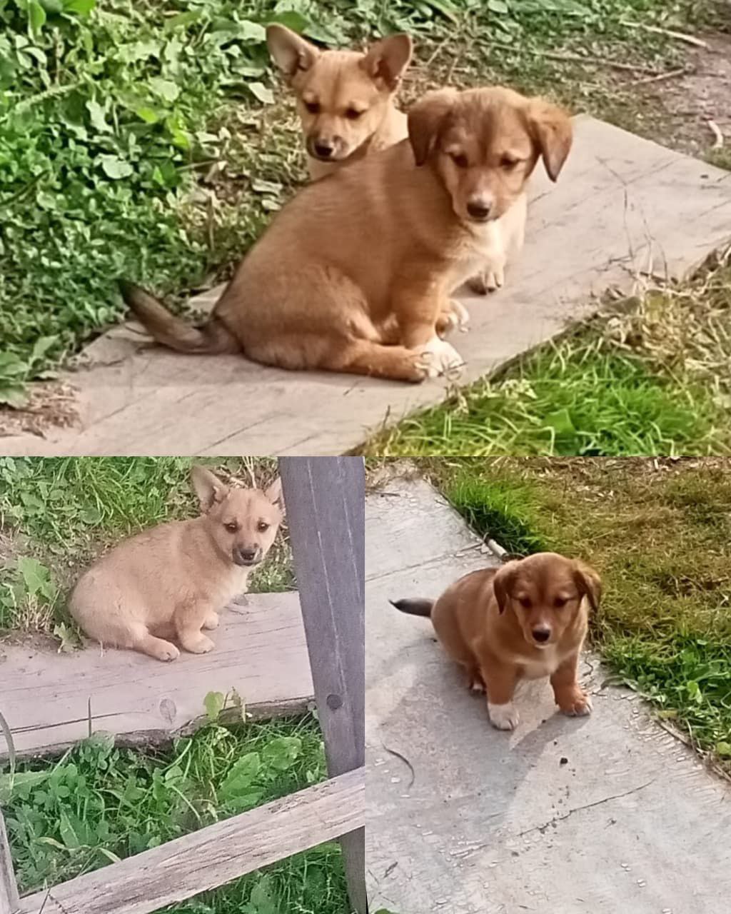 Два мальчика ищут добрые руки - Животные в Кировский район