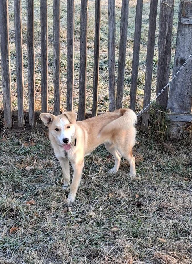 Девчонка стерилизованная ищет добрые руки - Животные в Кировский район