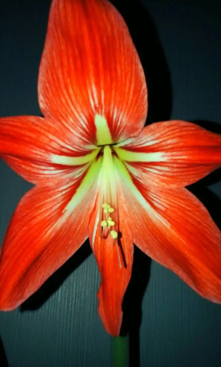 Продажа гиппеаструма в Ижевске - Растения (Хобби и отдых) в Ижевск