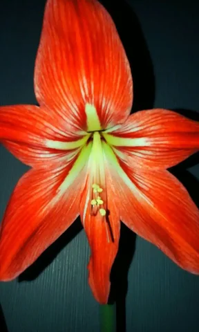 Продажа гиппеаструма в Ижевске - Хобби и отдых в Ижевск