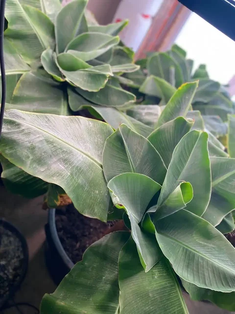 Продажа бананов разных размеров - Электронные сигареты в Ижевск