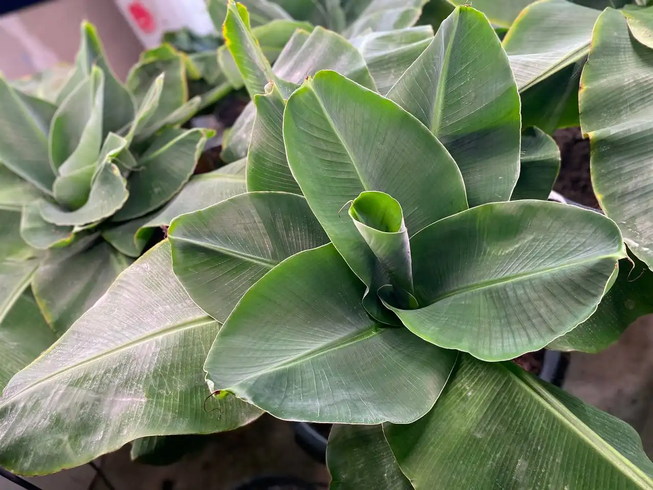 Продажа бананов разных размеров - Продукты питания (Барахолка) в Ижевск