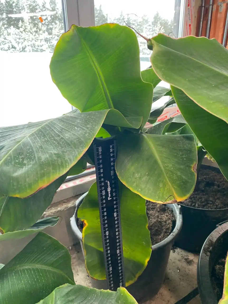 Продажа бананов разных размеров - Продукты питания (Барахолка) в Ижевск