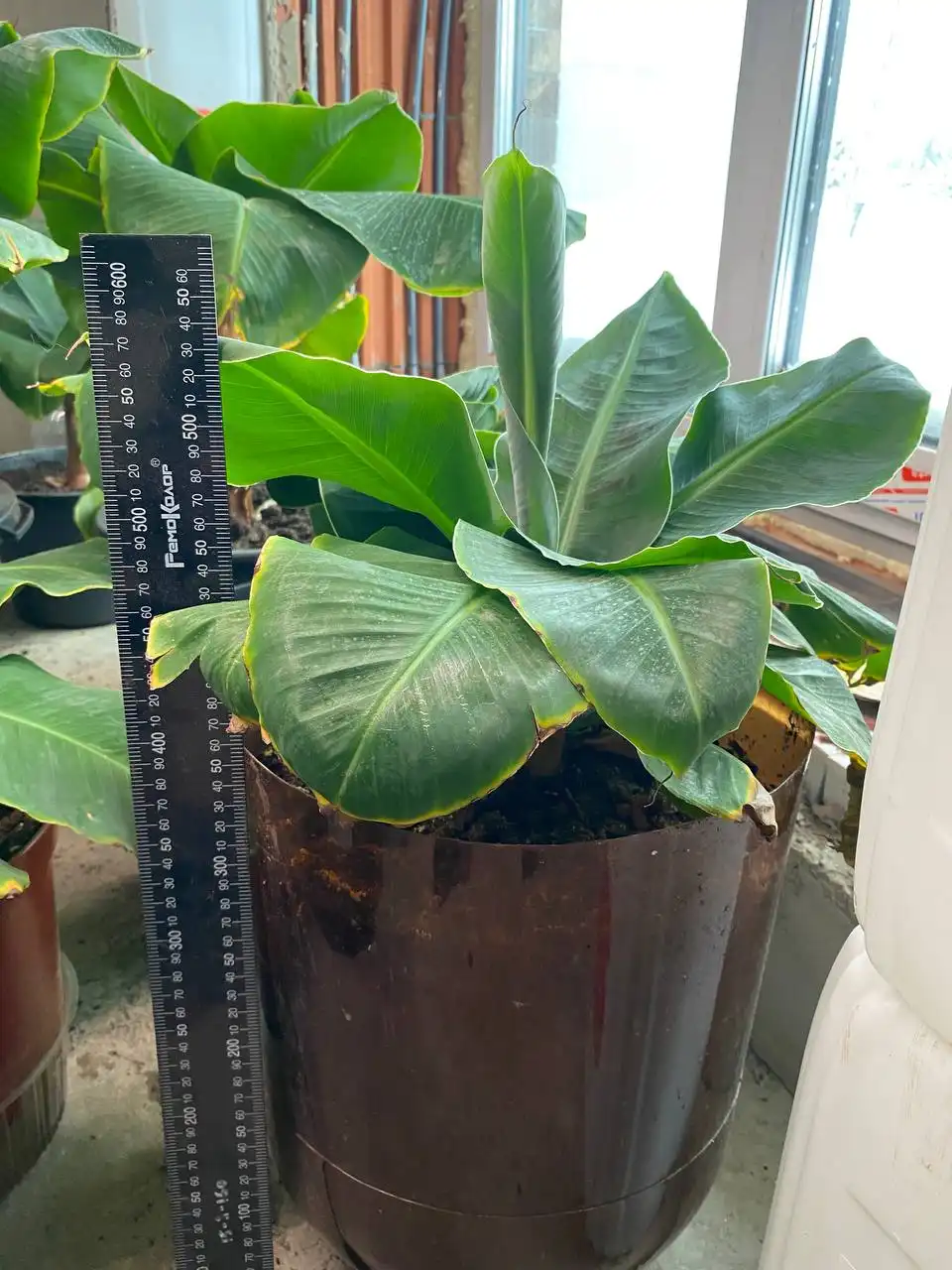 Продажа бананов разных размеров - Продукты питания (Барахолка) в Ижевск